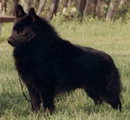 Kleingaul's Dust Buster | Schipperke 