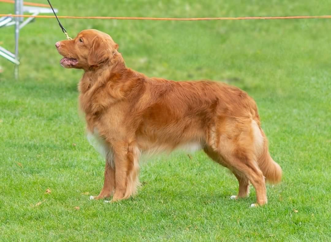 Tivalake Jingle Bell Rock | Nova Scotia Duck Tolling Retriever 