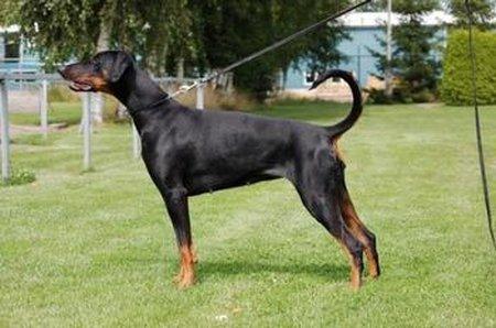 Djihn Devita v.d. Fivelborgh | Black Doberman Pinscher