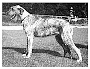 Sulhamstead Mirth | Irish Wolfhound 