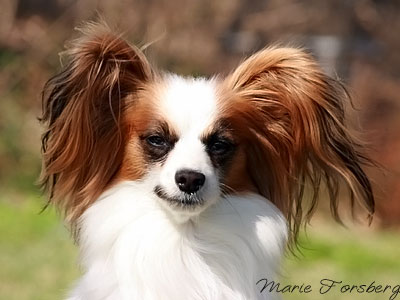 Montelinos Balbina | Papillon 