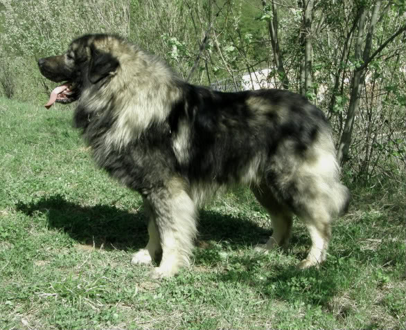 Atlas murko od stankoviCa | Yugoslavian Shepherd Dog-Sarplaninac 