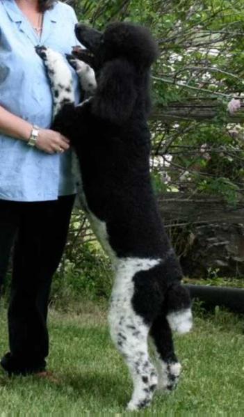 Frenchies Wranglin Paige | Poodle 