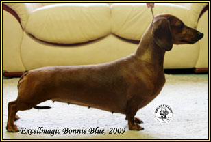 Excellmagic Bonnie Blue | Dachshund 