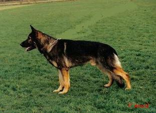 Andy von der Bildsäule | German Shepherd Dog 