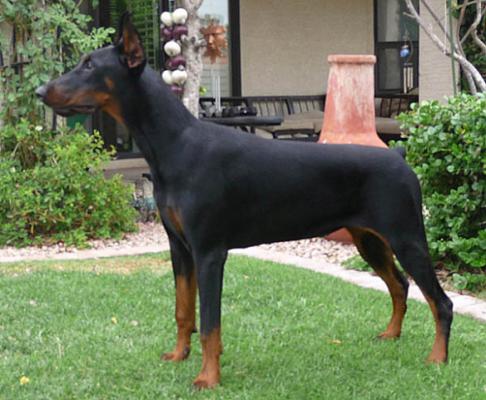 Laila z Padoku | Black Doberman Pinscher