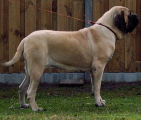 Brittney v.d. Duncanhof | Mastiff 