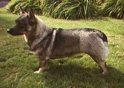 Bodatorp Alia | Swedish Vallhund 