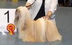 Jaron's Whale of a Tail | Lhasa Apso 