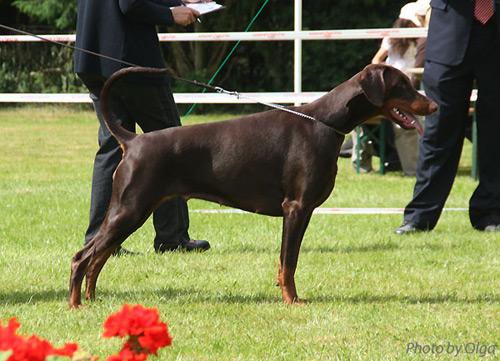 Yourmajesty v. Residenzschloss | Brown Doberman Pinscher