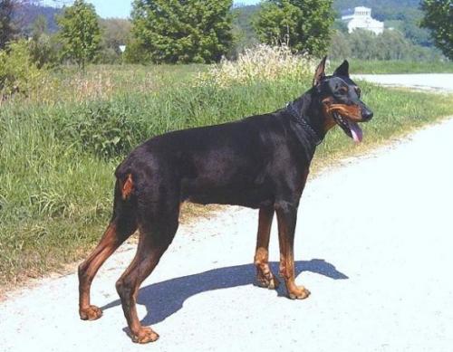 Rozsahegyi Bagira Fönix | Black Doberman Pinscher