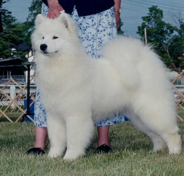 Kolinka's Lexi | Samoyed 