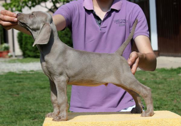 Kan Trace Good Feeling | Weimaraner 