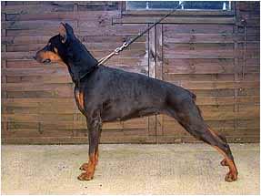 Sca du Domaine du Moulin d'Allamont | Black Doberman Pinscher