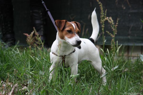 Alizeè | Jack Russell Terrier 