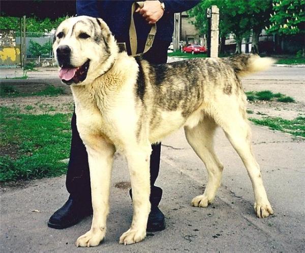 ARAB ak Nukker | Central Asian Shepherd Dog 