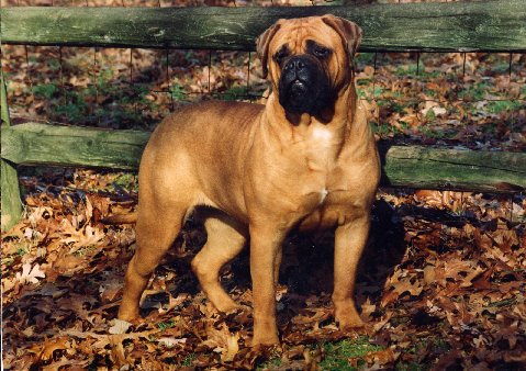 Tailwynde's Miss Monroe | Bullmastiff 