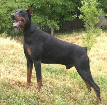 Straus Onyx de la Cour de l'Eau Vive | Black Doberman Pinscher