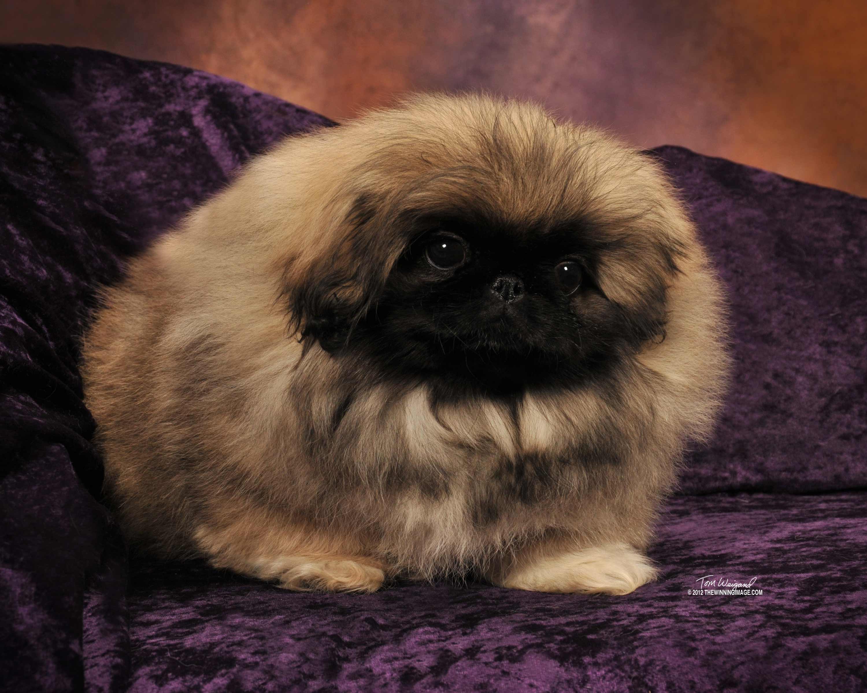 Pekingese