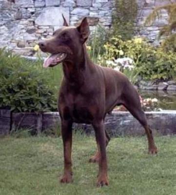 Ted-Luther du Clos des Poulains Noirs | Brown Doberman Pinscher