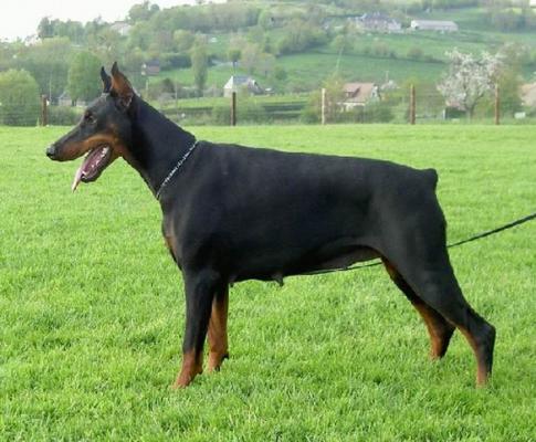 Ulyssia des Francs Vigils | Black Doberman Pinscher