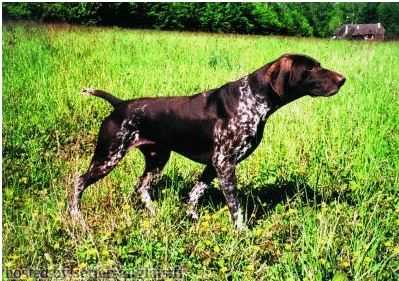 REGGÄE DE LA HAILLE AU LOUP | German Shorthaired Pointer 