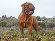 Allegreto Leo Dicaprio | Dogue de Bordeaux 