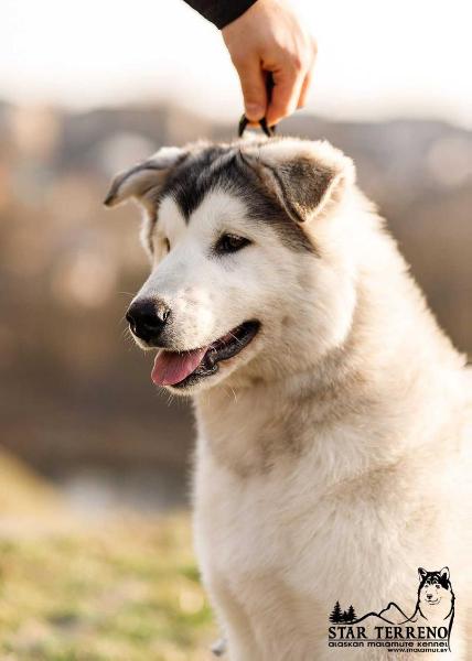 STAR TERRENO ABSOLUTE ARISTOKRATIE | Alaskan Malamute 