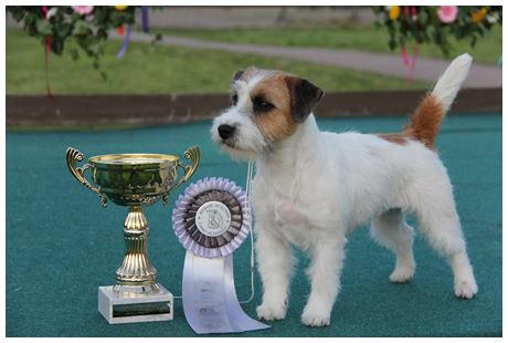 Wukari-Wa Thidalium | Jack Russell Terrier 