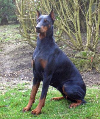 Swan D'Armanval | Black Doberman Pinscher