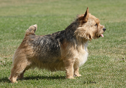 Ragus Up'N'Adam | Norwich Terrier 