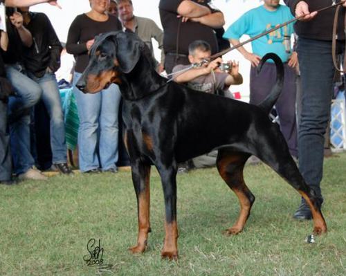 Calysta de Lacluse et Mijoux | Black Doberman Pinscher