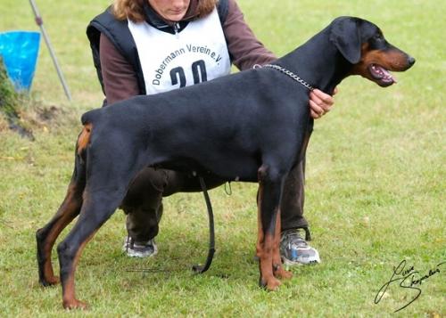 Calamity Delfi of Devil Inside | Black Doberman Pinscher