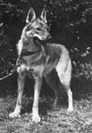 Axa Z Richnovskeho Dvora | Czechoslovakian Wolfdog 