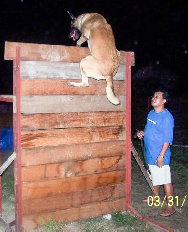 Chivas (NVBK) | Belgian Malinois 