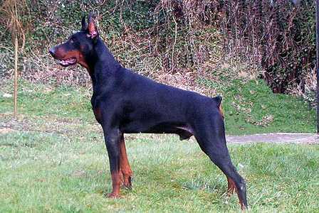 Saphyr de la Tavernière | Black Doberman Pinscher