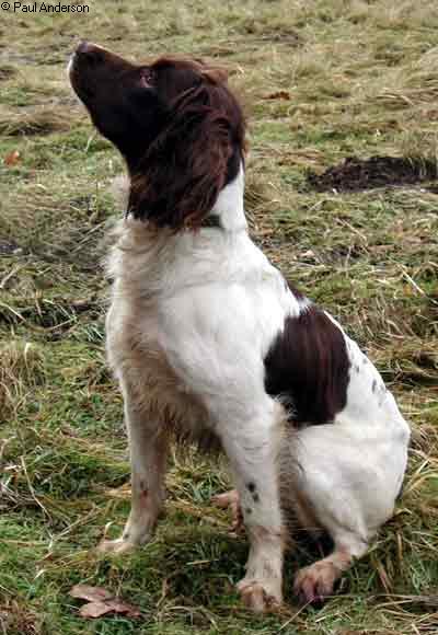 Craighaar Holly | English Springer Spaniel 