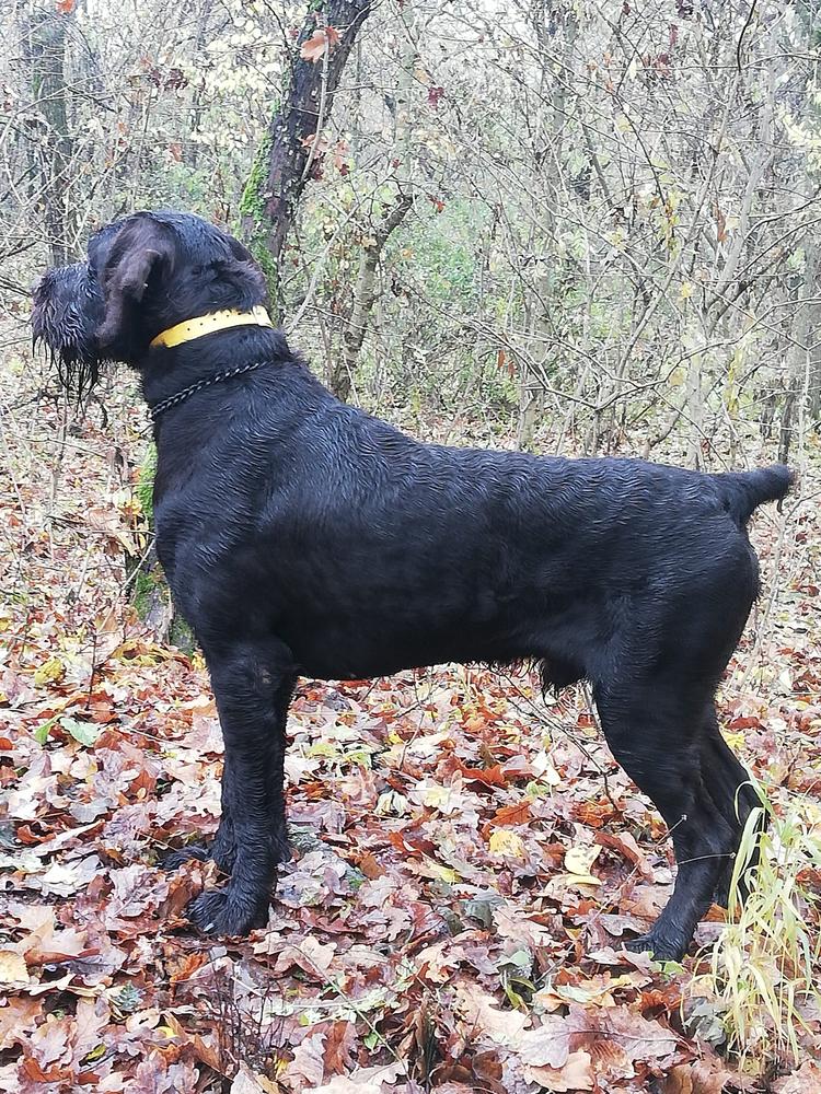 Szikfoki Bokrász Fickó | German Wirehaired Pointer 