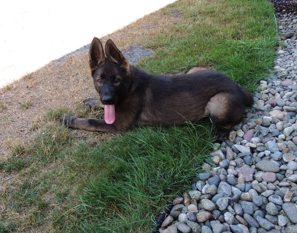 Daenerys von Schraderhaus | German Shepherd Dog 