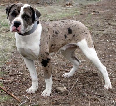 ACK VAN FURTH | Alapaha Blue Blood Bulldog 