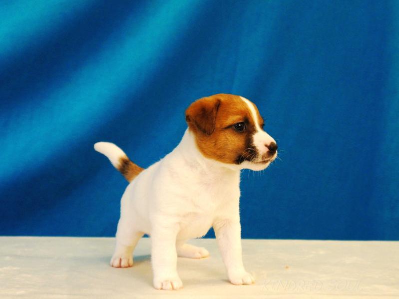 Kindred Soul Old Gold | Jack Russell Terrier 