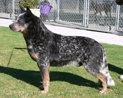 Turrella Blue Chieftan | Australian Cattle Dog 