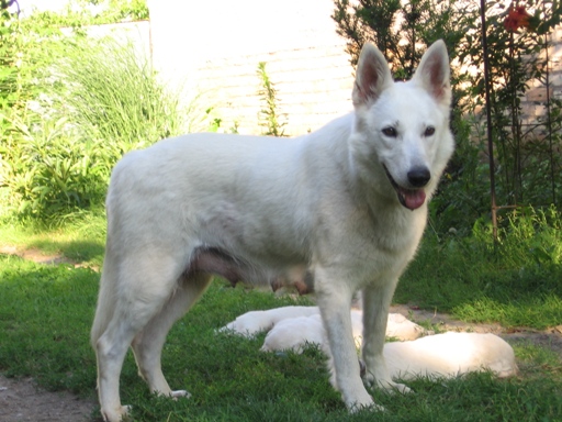 White Glacier Brilliant | White Swiss Shepherd Dog 