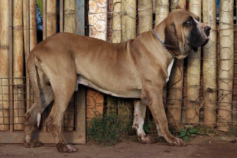 Balcan Fila Roots | Fila Brasileiro 