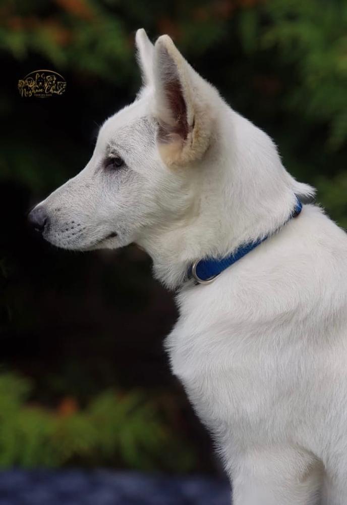 Nezhnoe Chudo Ot Big Hauz Hello Happy | White Swiss Shepherd Dog 