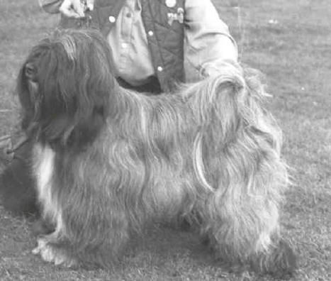 ALILAH BAGUETTE | Tibetan Terrier 