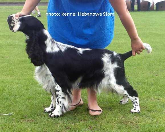 Betty Rubble Moloseum | English Springer Spaniel 