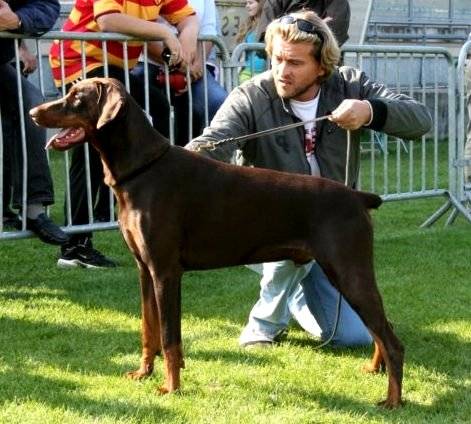 Cillian Orsey des Gardiens du Donon | Brown Doberman Pinscher