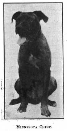Minnesota Chief | American Pit Bull Terrier 