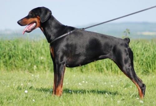 C Senja V'Ummanaq  du Reflet des Songes | Black Doberman Pinscher